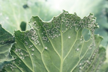 Whitefly Aleyrodes proletella agricultural pest on cabbage leaf