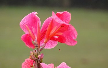 Bright Canna indica in red and pink