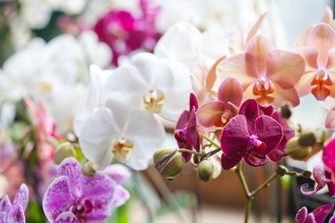 Colorful flower Orchids. Beautiful Orchidaceae Phalaenopsis pink, red, violet orchid