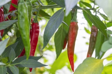 Red and green hot peppers in garden.