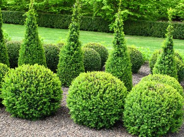 Buxus balls for sale