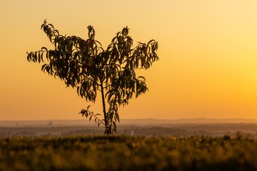 Beautiful peach tree growing on a hill countryside,dawn