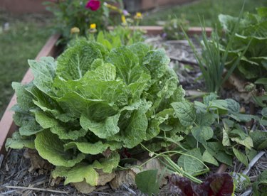 Homegrown Vegetable - Kale