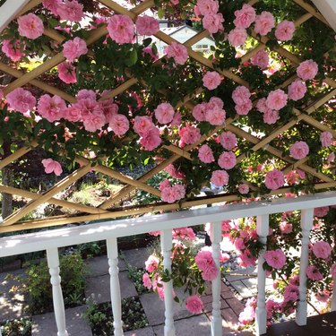 Roses garden. Climbing roses in pink