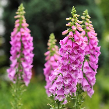 Foxglove flowers