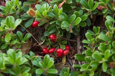 Bearberry Plant with Fruits Red - Planta Gayuba con Frutos