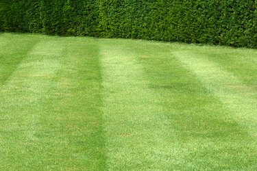 A faultless lawn