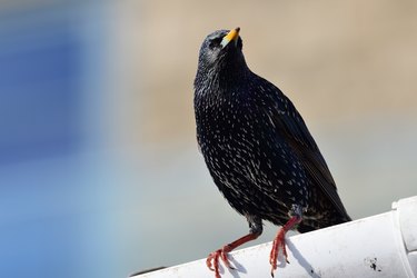 How to Stop Birds From Attacking Windows | Hunker