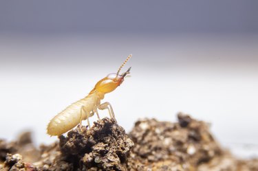 The small termite on decaying timber. The termite on the ground is searching for food to feed the larvae in the cavity.