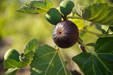 Close-Up Of Fresh Fig On Tree