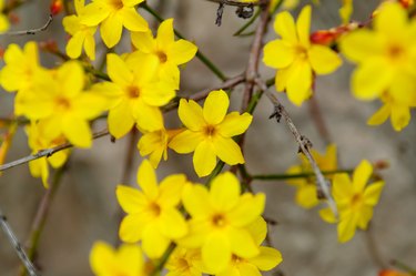 Winter jasmine or Jasminum nudiflorum blooming with yellow flowers.
