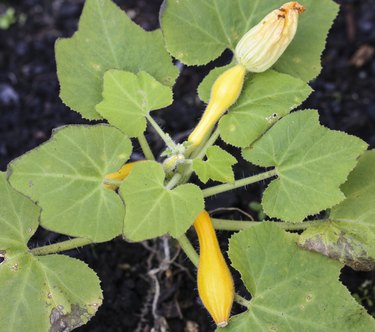 Squash Plant