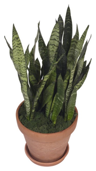 Snake Plants With Yellow Leaves That Are Curling | Hunker