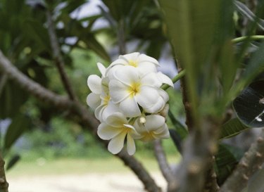 Plumeria can reach a potential mature height of 25 feet, but each has a different annual growth rate.