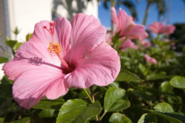 Hibiscus flowers.