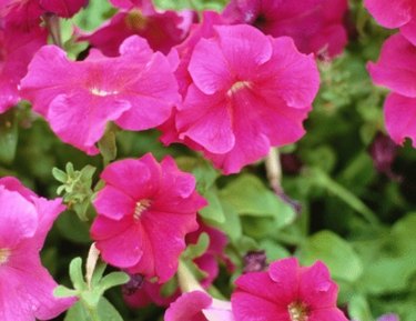 pentunias