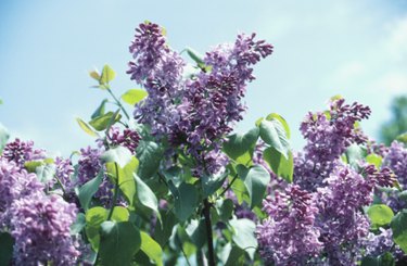 Why Is My Lilac Not Blooming: Reasons A Lilac Bush Never Flowers