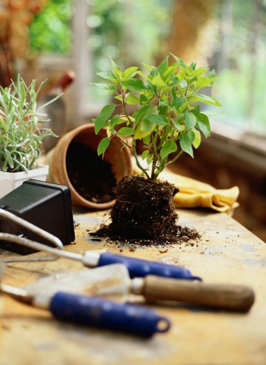 Tiny Flying Bugs in House Plants | Hunker