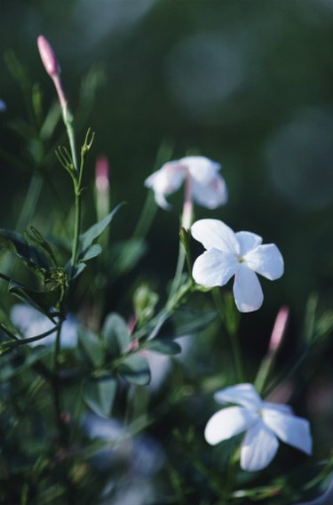 are impatiens poisonous to dogs