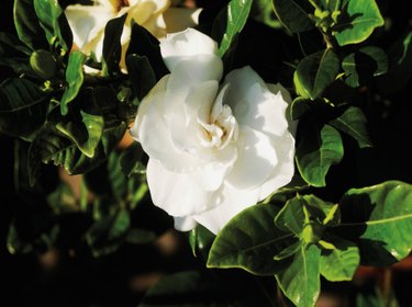 gardenia