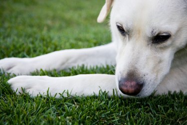 walking on grass