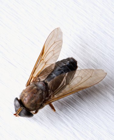 What are green bottle flies?