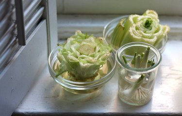 Windowsill vegetable experiment