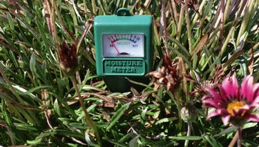 How To Use Your New Moisture Meter — Plant Care Tips and More · La