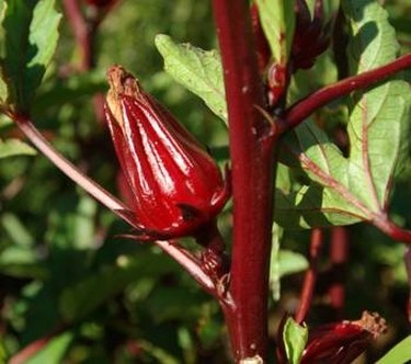 Swollen calyx.