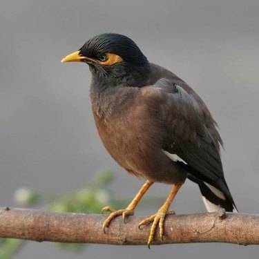 Endemic Birds of India T-shirts - Bird Count India