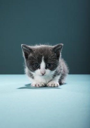 how-to-remove-cat-urine-odor-from-tile-grout-hunker