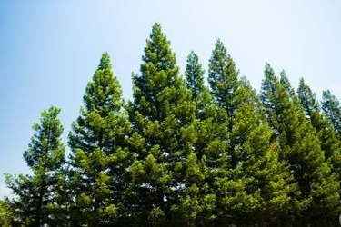 How to Preserve a Live Evergreen Branch With Needles