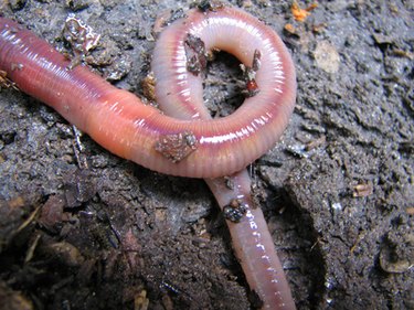 How to Kill Earthworm Pests