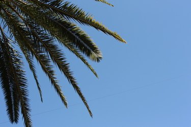 Palm Tree