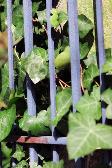 The Best Vines to Grow on a Chain Link Fence | Hunker