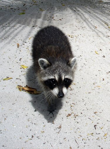 animal under crawlspace crawl animals space rid raccoons decide ideal would hunker