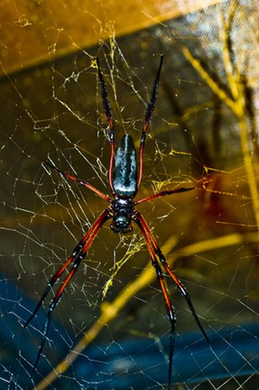 How To Remove Spider Webs From House Siding Hunker 0448