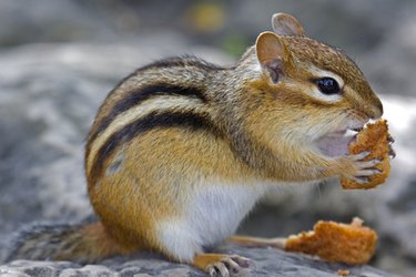 Can Chipmunks Damage My House? | Hunker