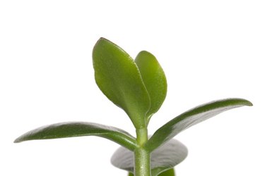 dollar plant (crassula portulacea) leaves close up