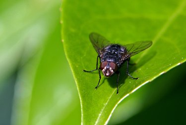 How to Remove Fly Paper Glue