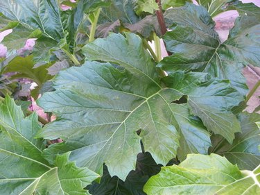 elephant ear leaves