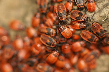 bugs on wood