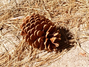 pine cone seeds look like