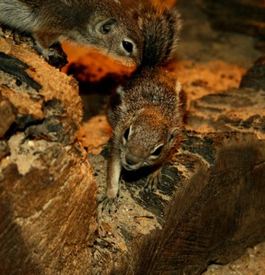 Can Chipmunks Damage My House? | Hunker