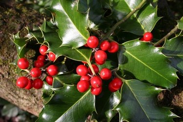 Holly leaves and berries.