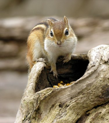 Can Chipmunks Damage My House? | Hunker