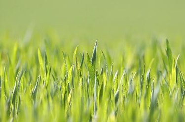 Light-green lawn grass.