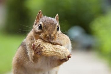 Homemade Chipmunk Repellent | Hunker