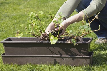 Transplanting geraniums in a pot.