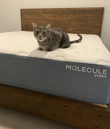 cat on mattress